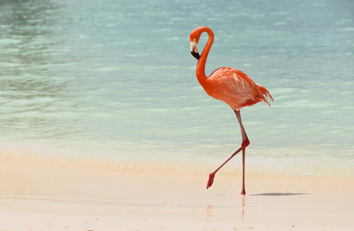 Flamingo stoliziert am Stand